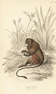Maize Collection: Pygmy marmoset, Cebuella pygmaea