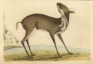 Musk Collection: Pygmy musk deer or royal antelope, Moschus pygmaeus