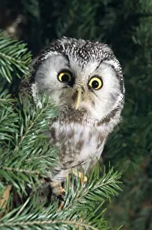 Pygmy Prints: Pygmy OWL - sits in tree