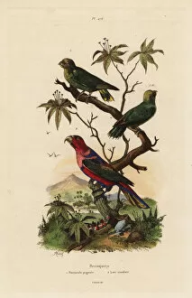 Guerin Meneville Collection: Pygmy parrot, Micropsitta pusio, and black-capped