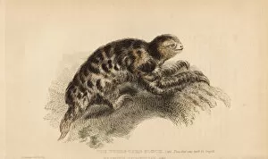 Landseer Collection: Pygmy three-toed sloth, Bradypus pygmaeus