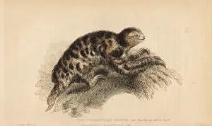 Landseer Collection: Pygmy three-toed sloth, Bradypus pygmaeus