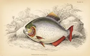Guiana Prints: Pygopristis denticulata piranha