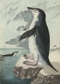 Forster Collection: Pygoscelis antarcticus, chinstrap penguin