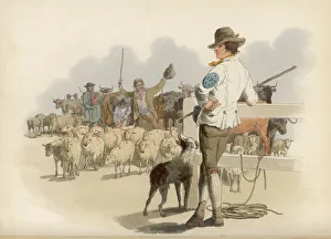 Feed Gallery: Pyne - Drover