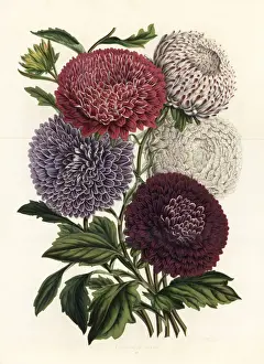 Pyramid-shaped hybrid China asters, Callistephus chinensis