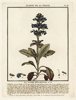 Plante De La France Prints: Pyramidal bugle, Ajuga pyramidalis