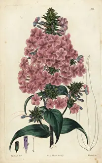 Pyramidalis Prints: Pyramidal lychnidea, Phlox pyramidalis