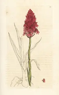Pyramidal orchid, Anacamptis pyramidalis