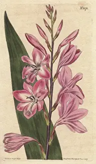 Pyramidal watsonia (dwarf gladiolus), native