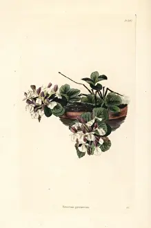 Pyranean germander, Teucrium pyrenaicum