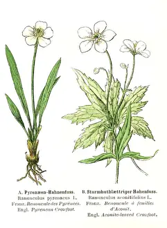 Leaved Prints: Pyrenean crowfoot and Aconite-leaved crowfoot