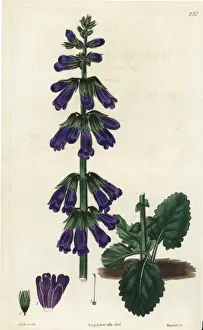 Pyrenean deadnettle or dragonmouth, Horminum pyrenaicum