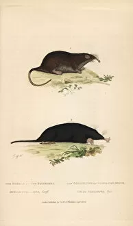 Pyrenean desman (vulnerable) and star-nosed mole