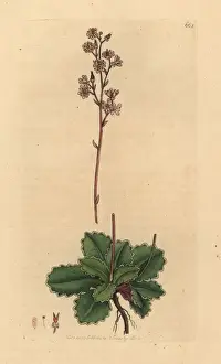 Saxifraga Prints: Pyrenean saxifrage, Saxifraga umbrosa