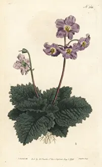 Pyrenean violet, Ramonda myconi