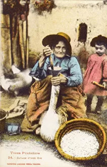 Feeding Collection: Pyrenean Woman force-feeding a goose