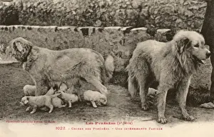 Pyrenean Prints: Two Pyrenees Dogs: an interesting family