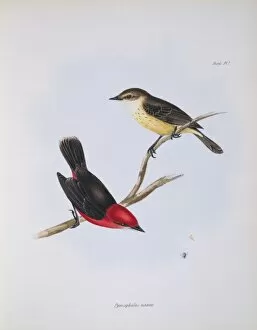 Elizabeth Gould Gallery: Pyrocephalus rubinus nanus, vermilion flycatcher