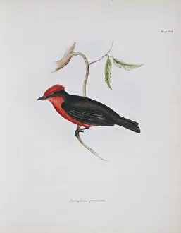 Elizabeth Gould Gallery: Pyrocephalus rubinus, vermilion flycatcher