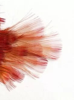 Pyroderus scutatus masoni, red-ruffed fruitcrow
