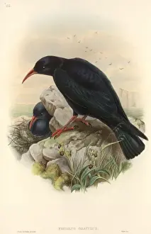 Landform Prints: Pyrrhocorax pyrrhocorax, red-billed chough