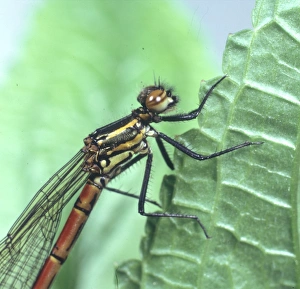 Odonata Collection: Pyrrhosoma nymphula, large red damselfly