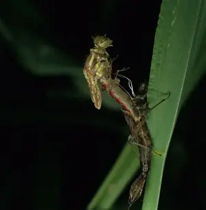 Pyrrhosoma nymphula, large red damselfly