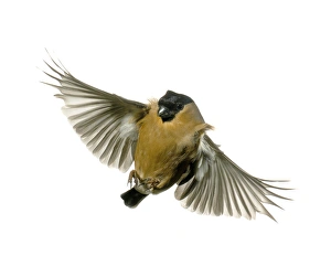 Bullfinch Collection: Pyrrhula pyrrhula, bullfinch