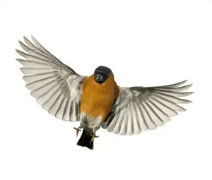 Pyrrhula pyrrhula, bullfinch
