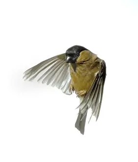 Pyrrhula pyrrhula, bullfinch