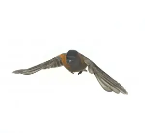 Pyrrhula pyrrhula, bullfinch