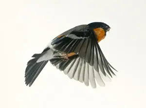 Pyrrhula pyrrhula, bullfinch