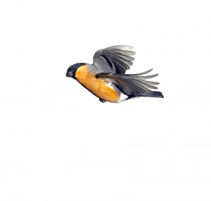 Bullfinch Collection: Pyrrhula pyrrhula, Eurasian bullfinch
