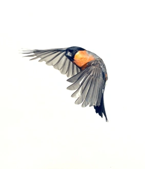 Bullfinch Collection: Pyrrhula pyrrhula, Eurasian bullfinch
