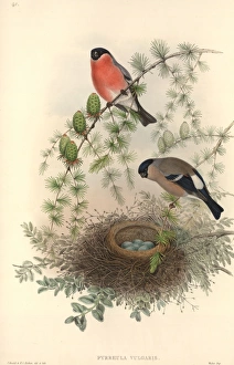 Pyrrhula pyrrhula, Eurasian bullfinch