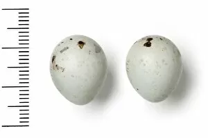 Bullfinch Collection: Pyrrhula pyrrhula, eurasian bullfinch eggs