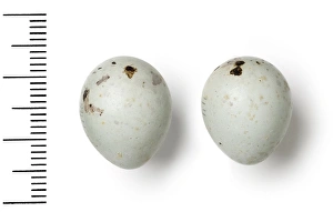 Bullfinch Collection: Pyrrhula pyrrhula, eurasian bullfinch eggs