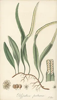 Epiphytic Prints: Pyrrosia lanceolata