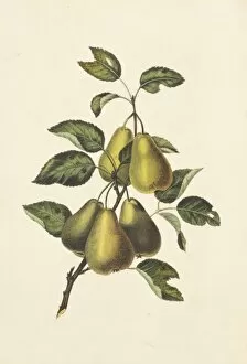 Juicy Collection: Pyrus communis, conference pears