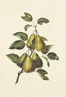 Juicy Prints: Pyrus communis, conference pears