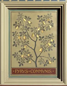Rosales Prints: Pyrus communis, pear