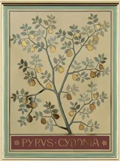 Press Prints: Pyrus cydonia, quince