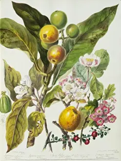 Pyrus Prints: Pyrus sp. apple