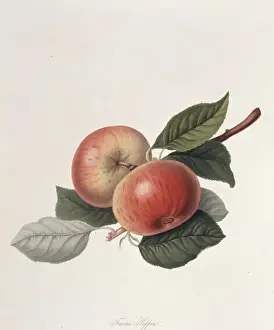 Rosales Prints: Pyrus sp. apple (Fearns Pippin apple)
