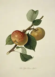 Natural History Museum Prints: Pyrus sp. apple (Sykehouse Apple)