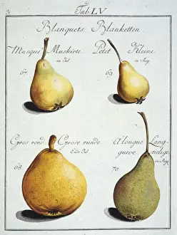 Pyrus sp. pear