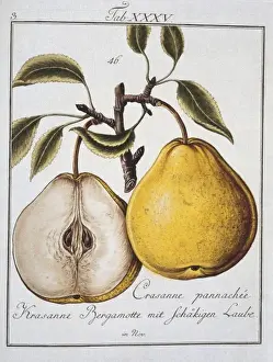 Pyrus sp. pear
