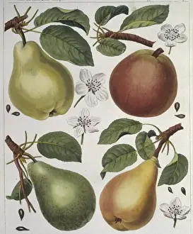 Pyrus sp. pear