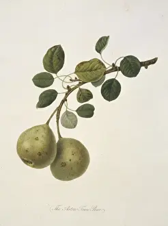 Juicy Prints: Pyrus sp. pear (Aston Town Pear)